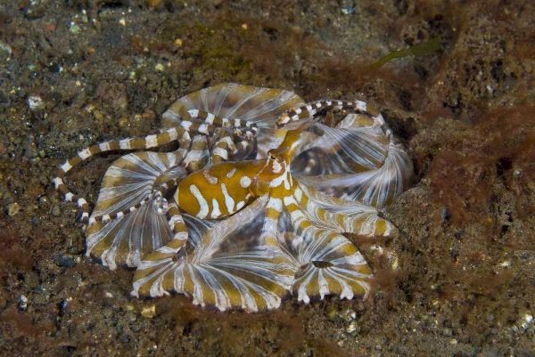 Indonesia, Pantar Island Long-arm octopus